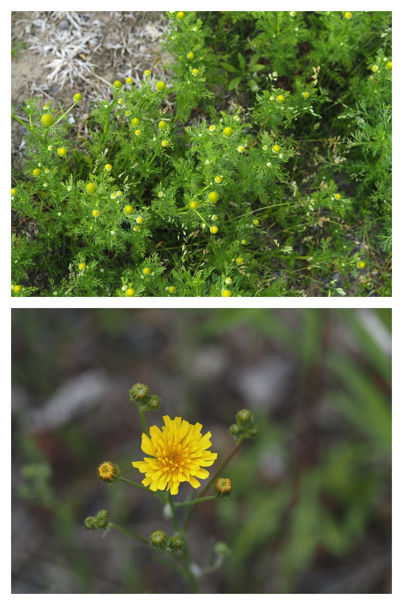 Walking_230530_20