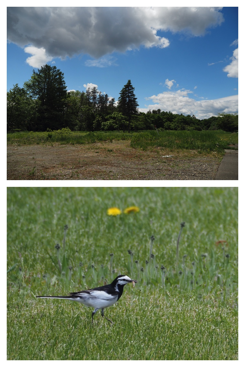 Walking_230530_5