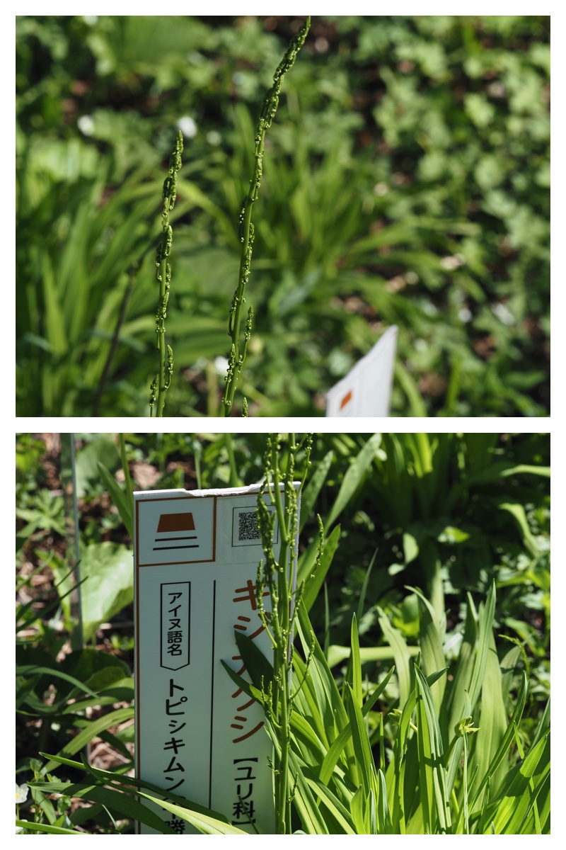 Yasouen_230512_10