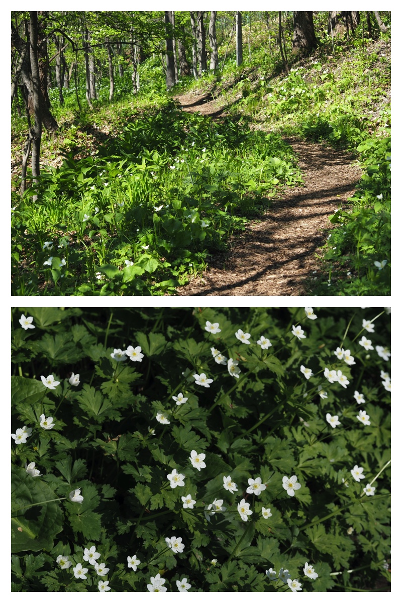 Yasouen_230512_3
