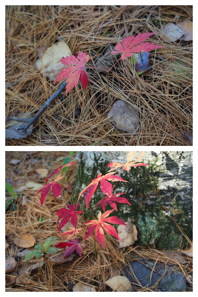 231102-Manabe_7