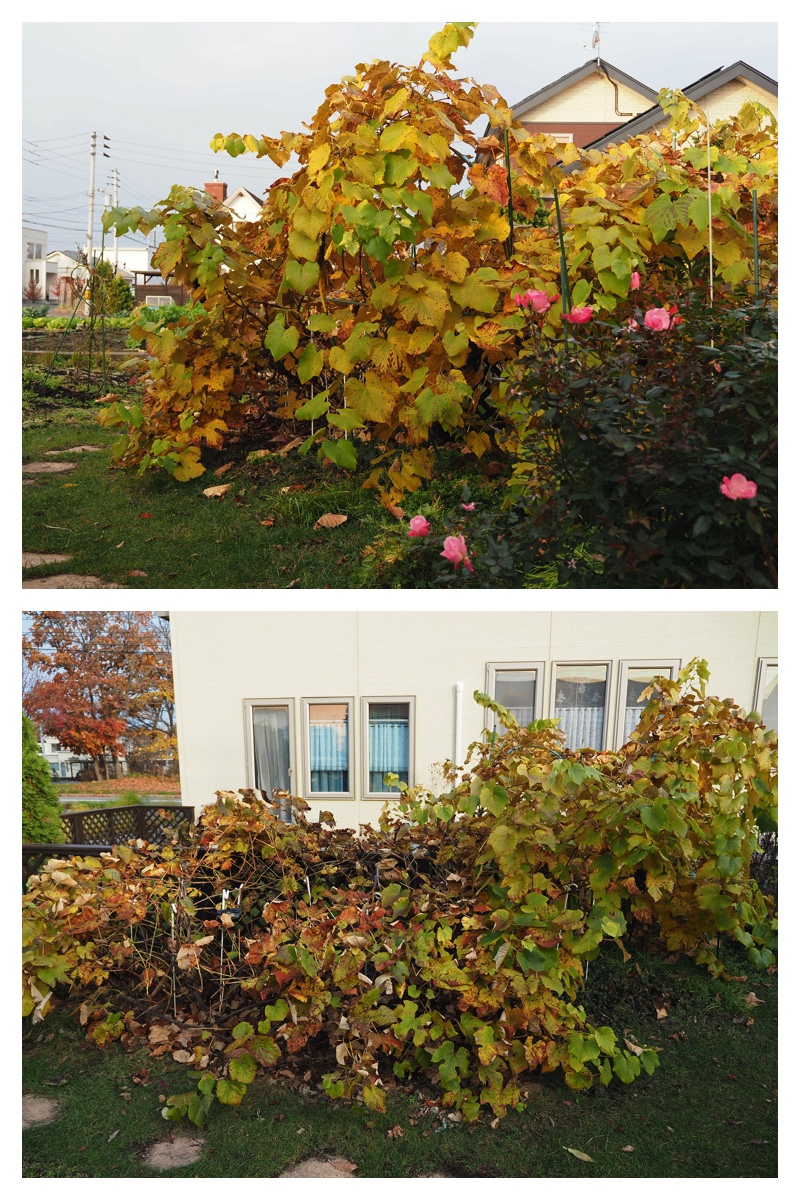 231103-Larch_1