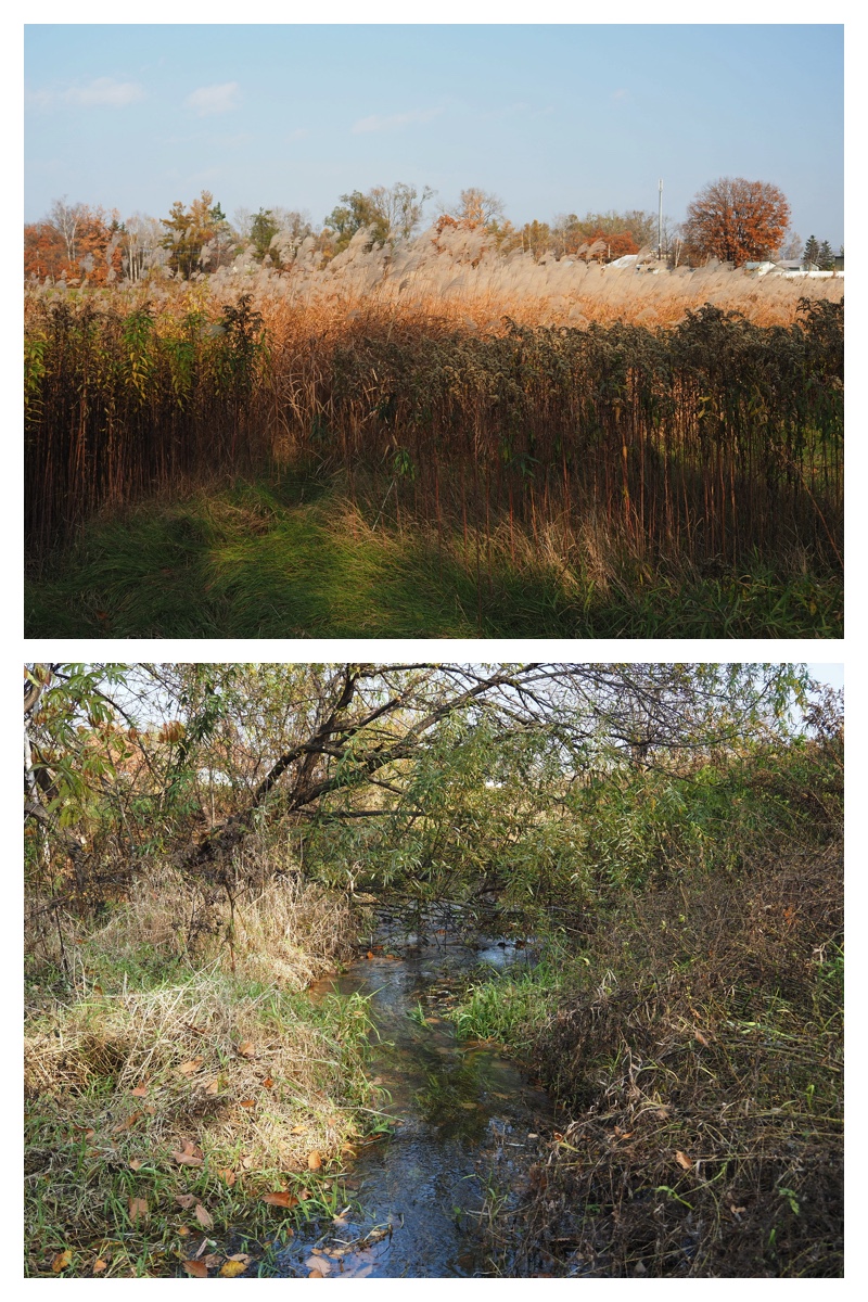 231103-Larch_20