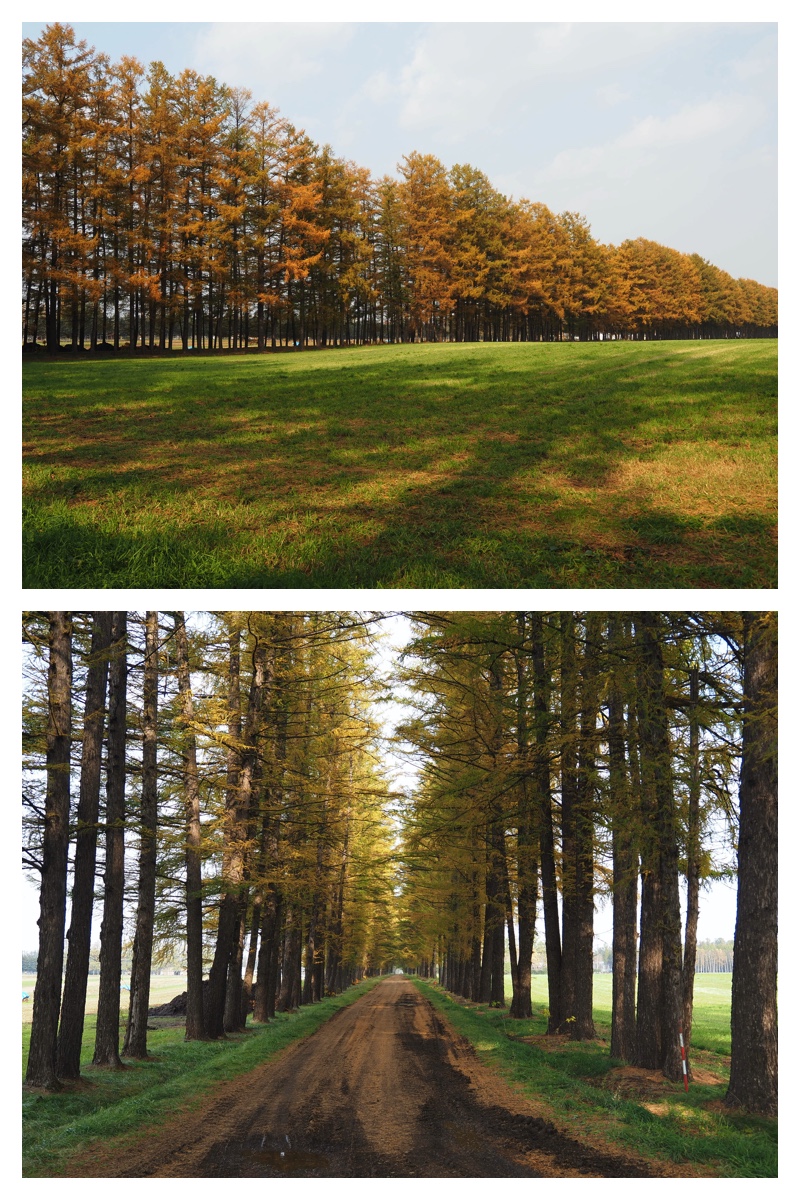 231103-Larch_5