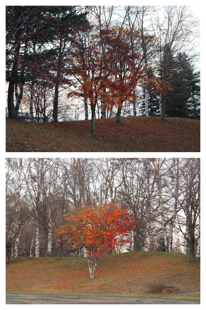 231109_Greenpark_18