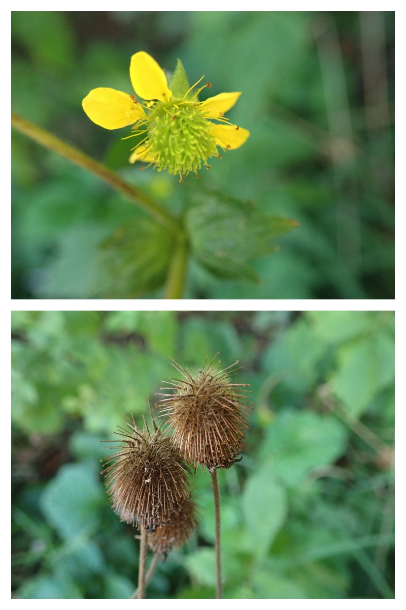 2023-10-01-Plant_6