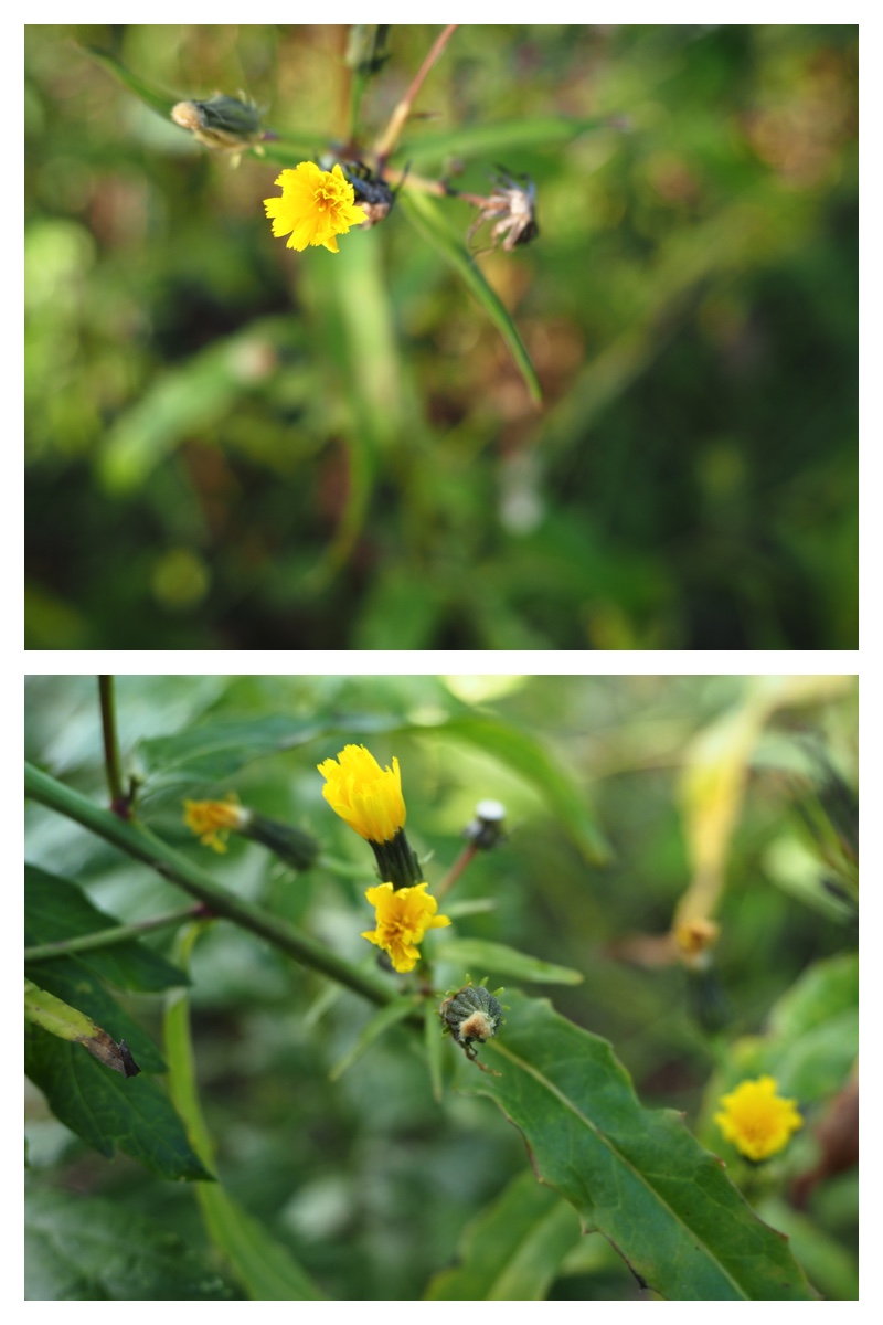 2023-10-04-Tokachiplants_12