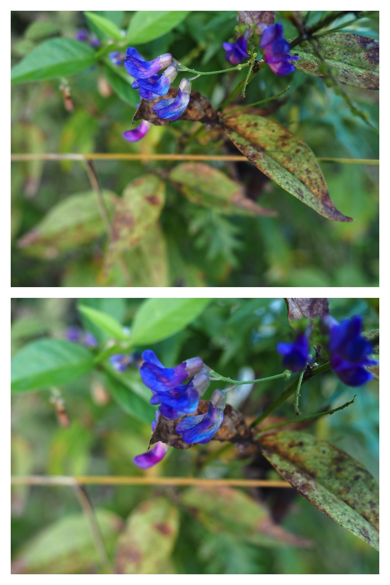 2023-10-04-Tokachiplants_13
