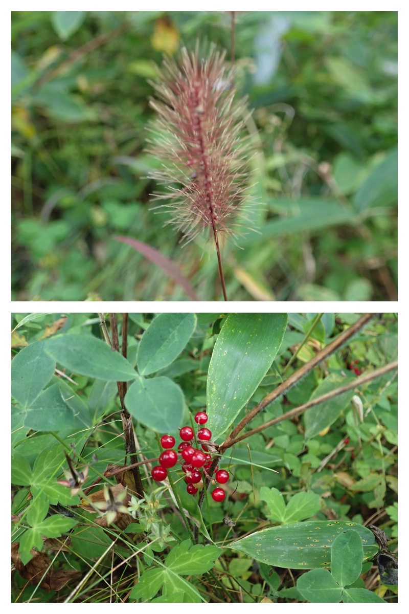 2023-10-04-Tokachiplants_18