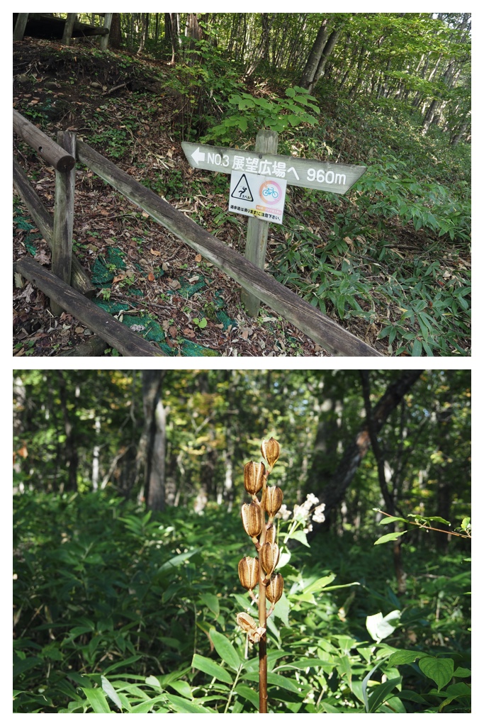 20231009-Arashiyama_13