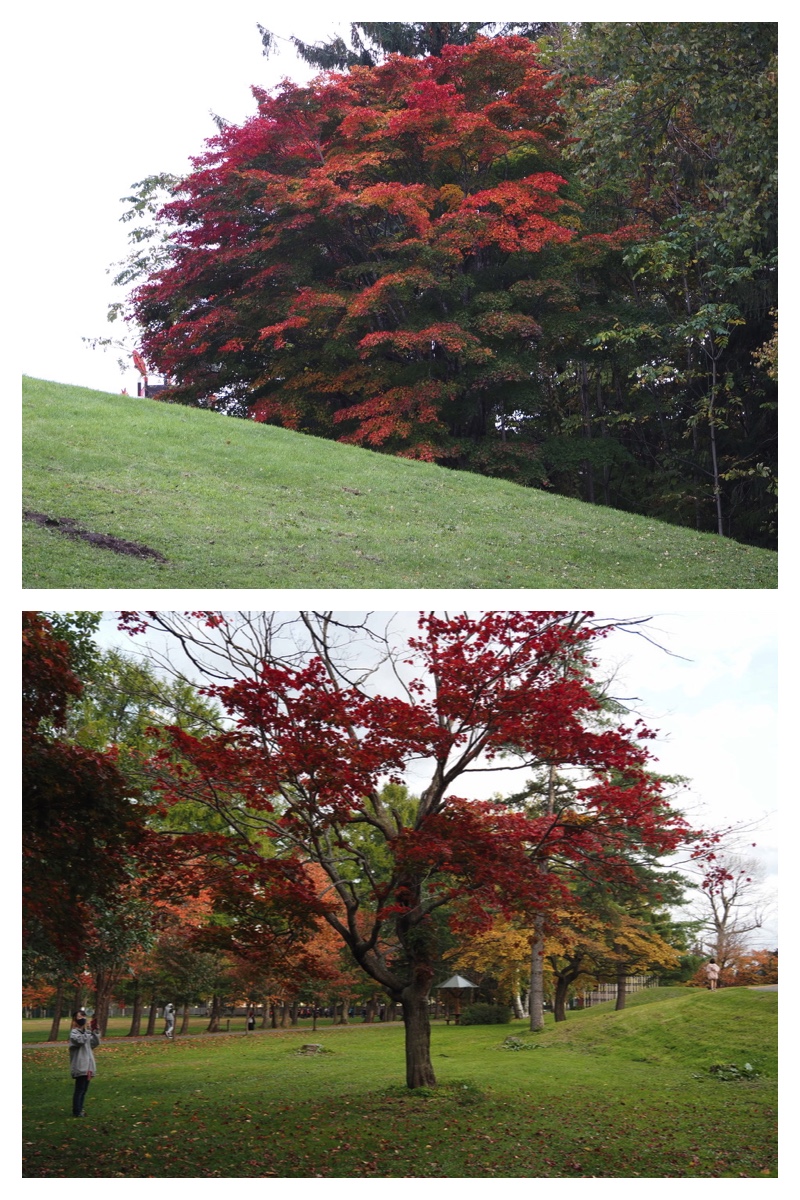 231022_Midorigaoka_22