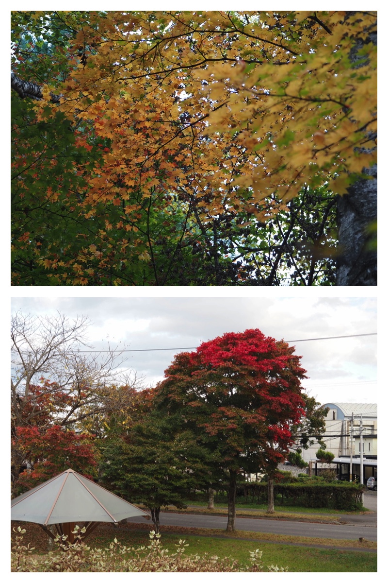 231022_Midorigaoka_27