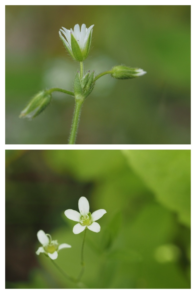 2023-09-08_Oranda-miminagusa2