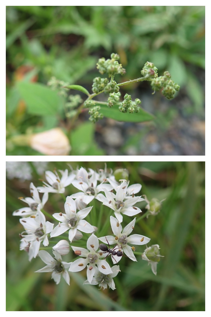 2023-09-11_Flower-walk_11