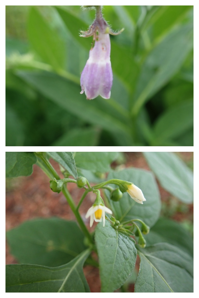 2023-09-11_Flower-walk_12