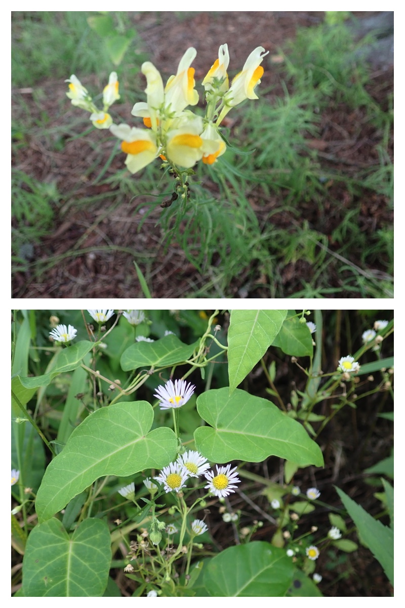 2023-09-11_Flower-walk_14