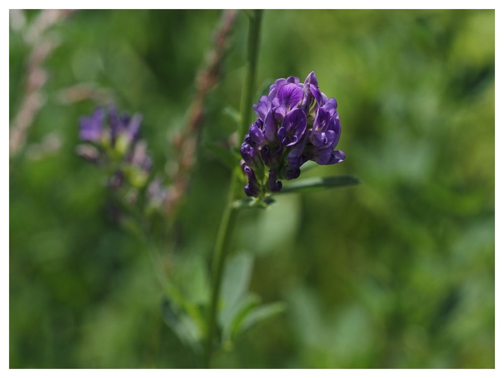 Flw_240619_Alfalfa
