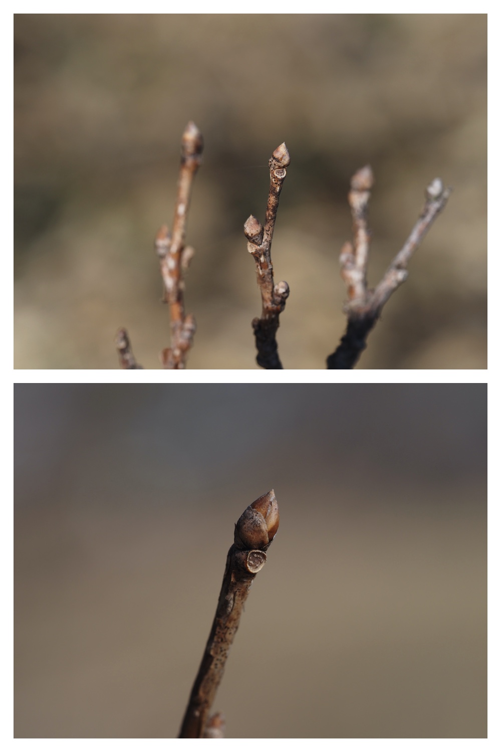240405_Buds_5