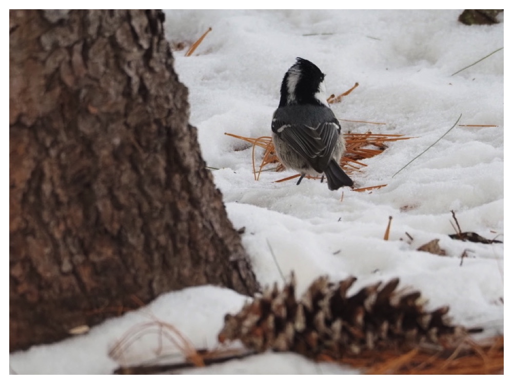Birds_240109_Shijuukara