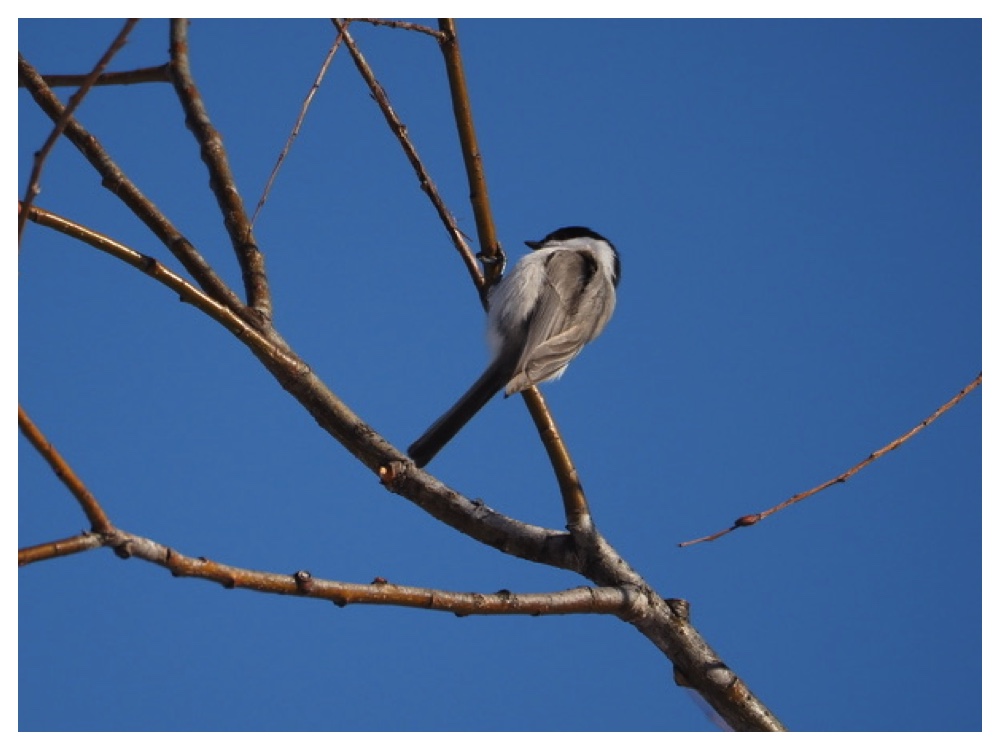 Birds_2401240130_Hashibutogara