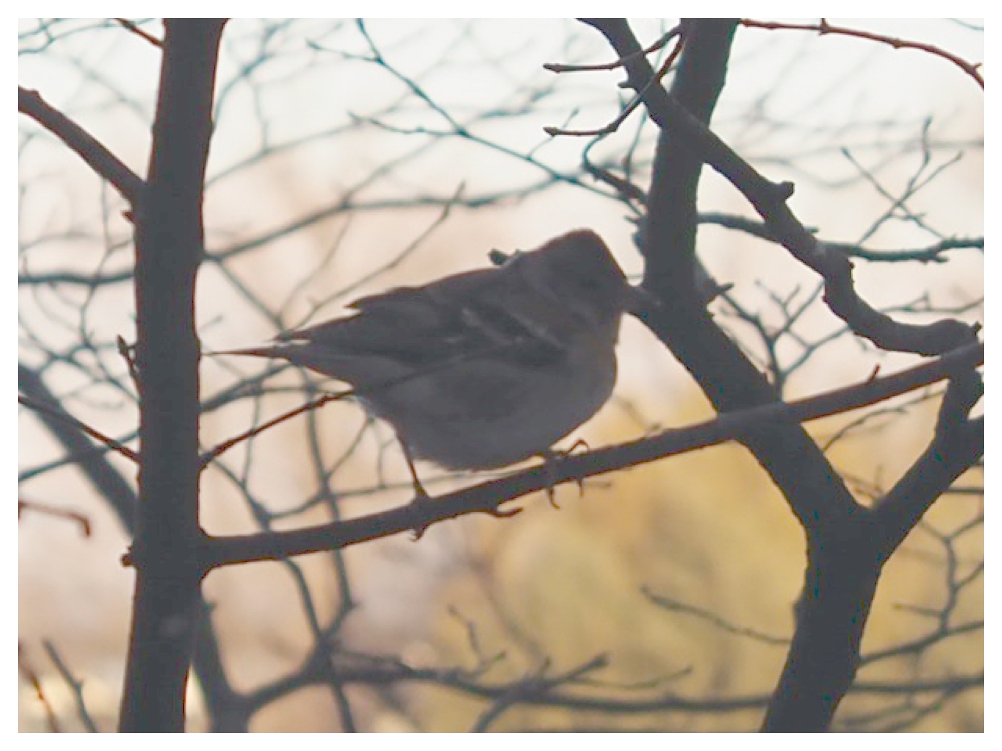 241216_unknown-bird2