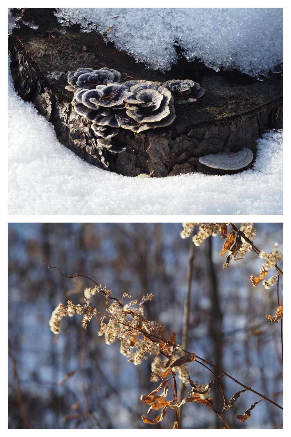 240222_Kikanko-bush_4