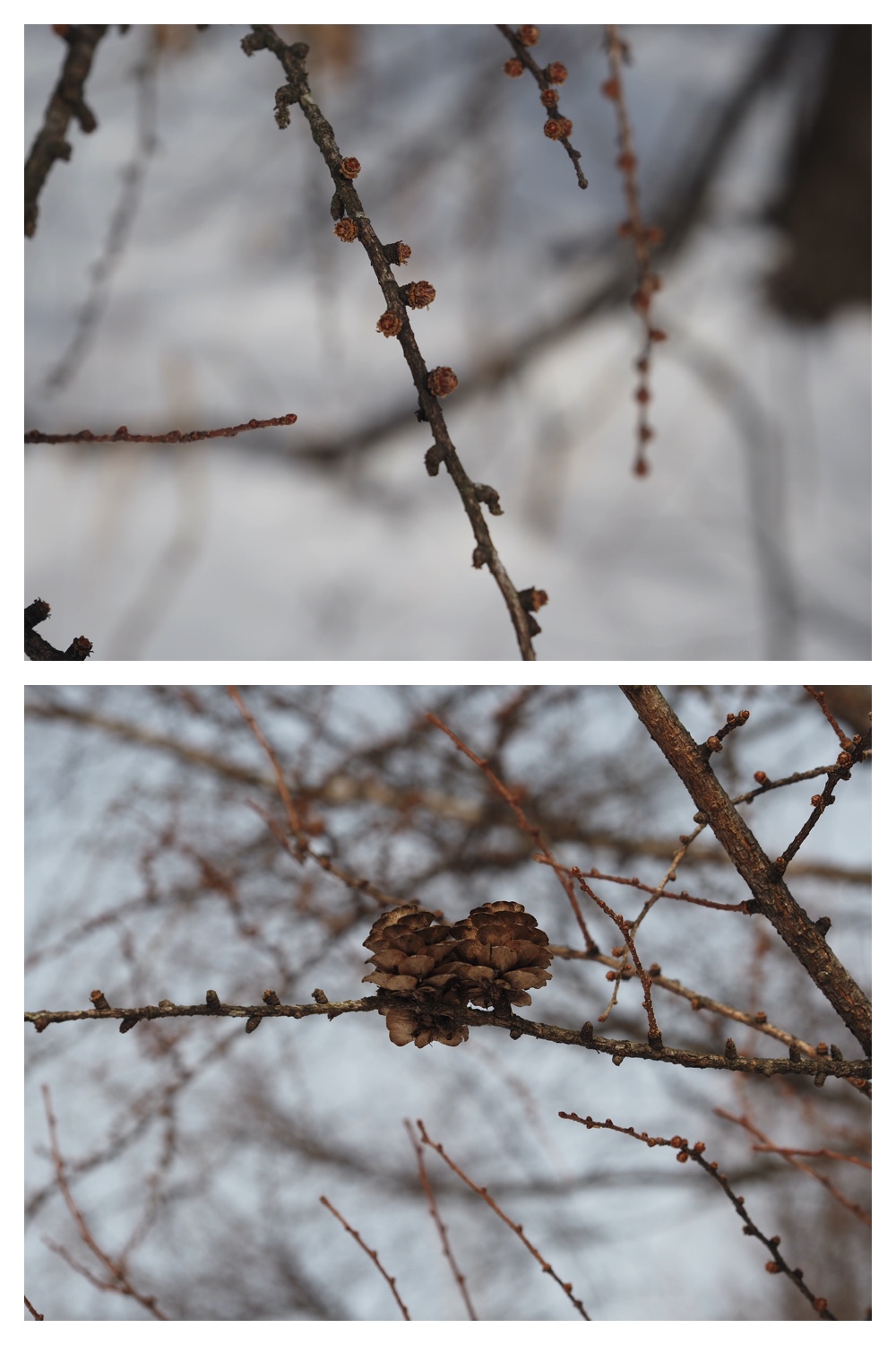 240306_Morinoyama_13