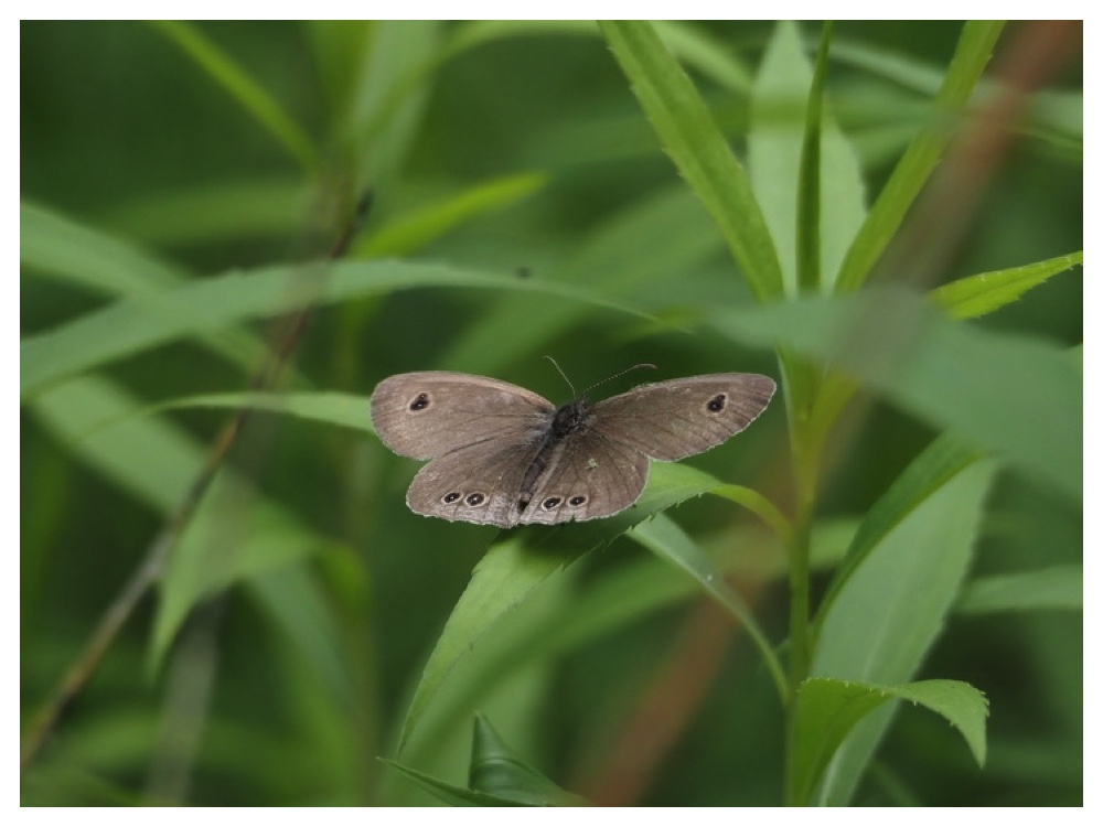 Insect_240623_6