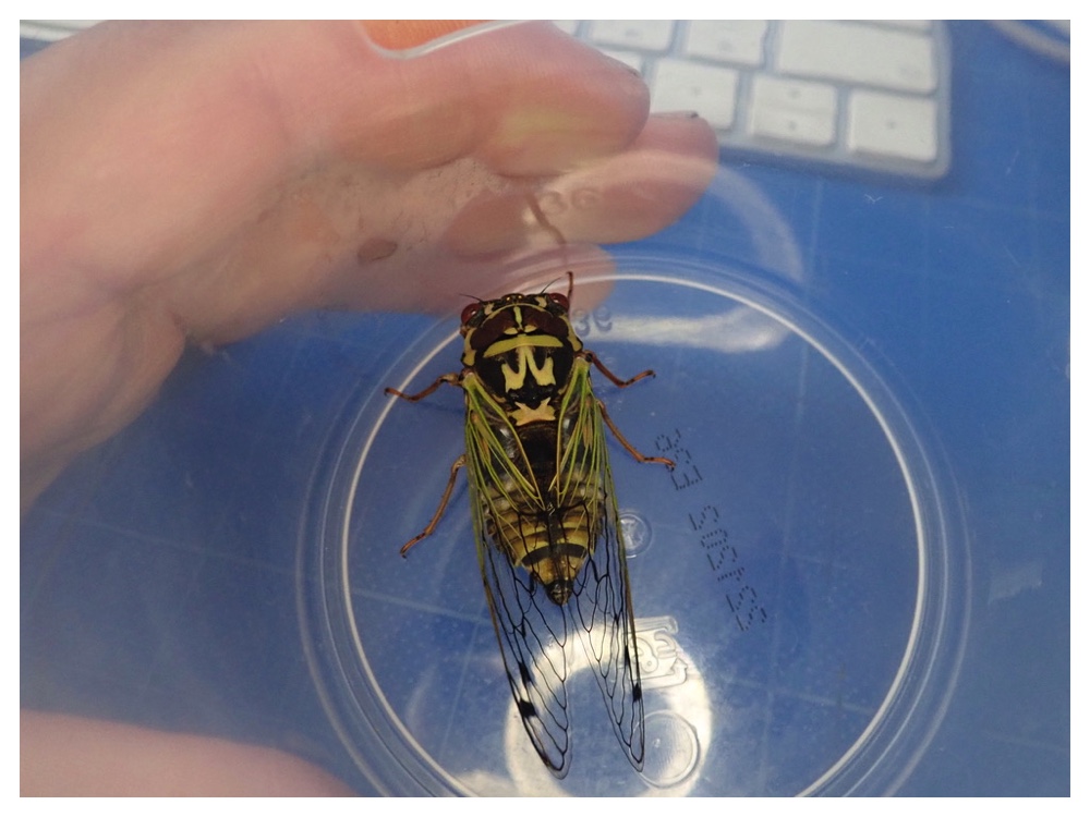 Insect_240719_1