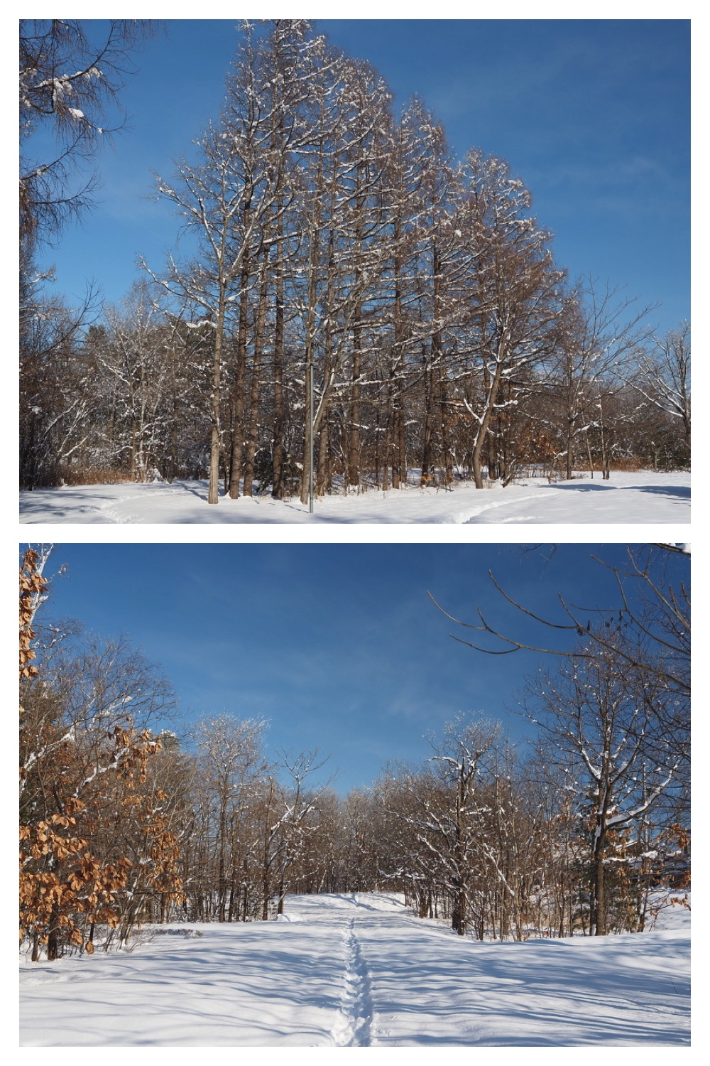 240123_Heavy_snow_8