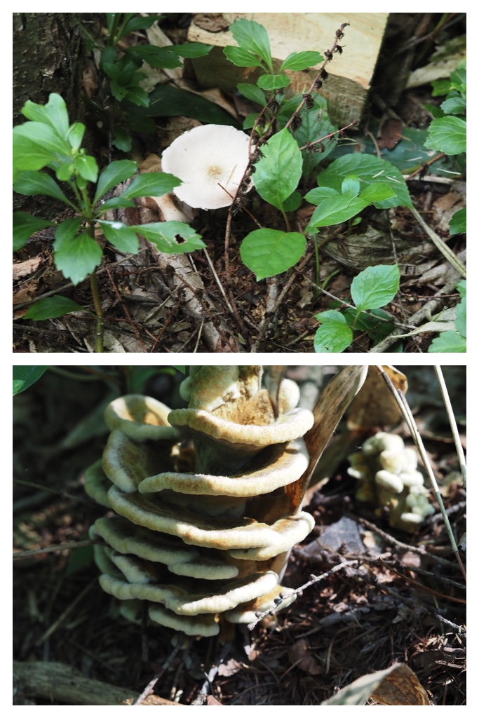 240715_Plants_6