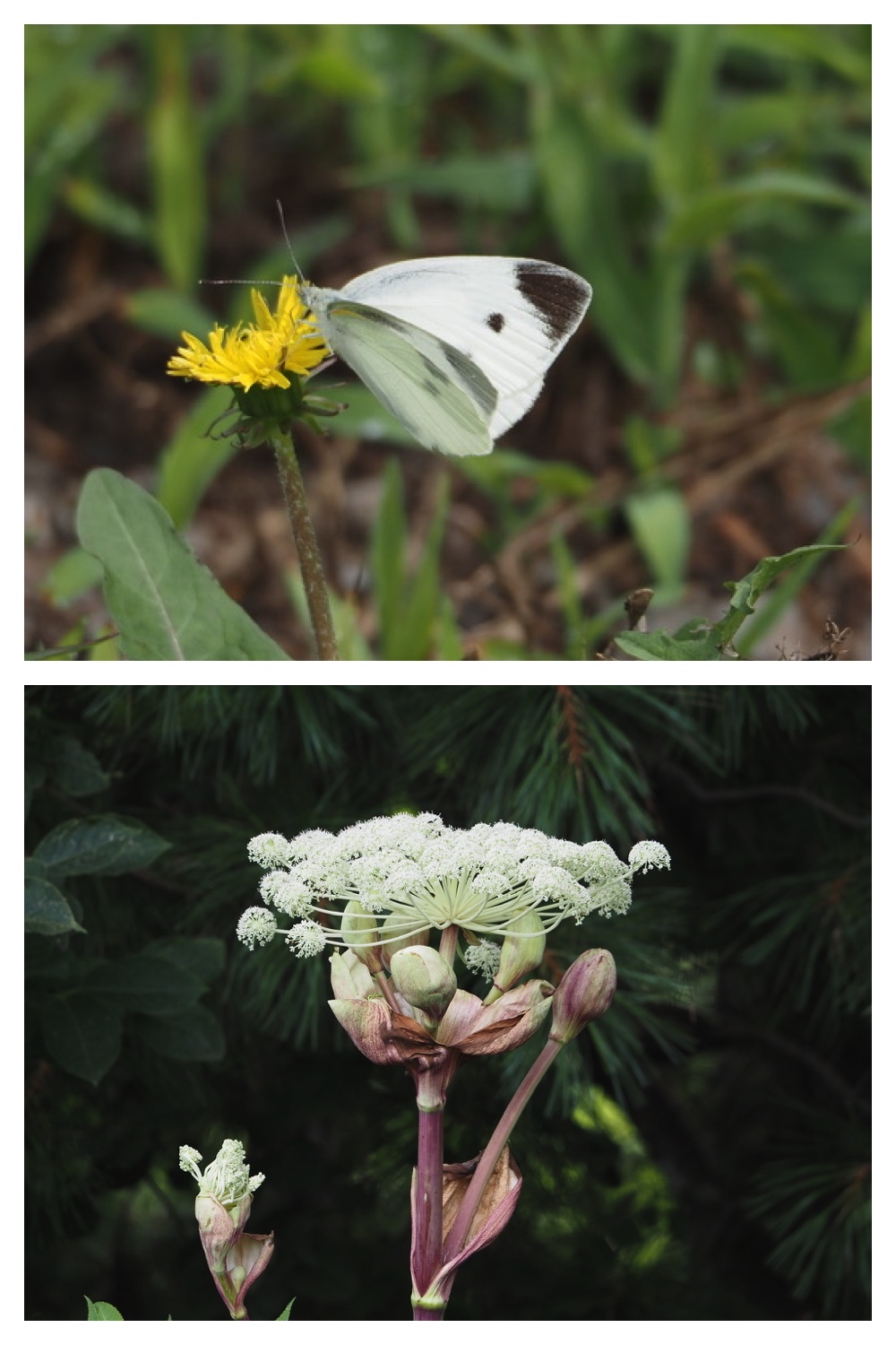240727_Chou_5