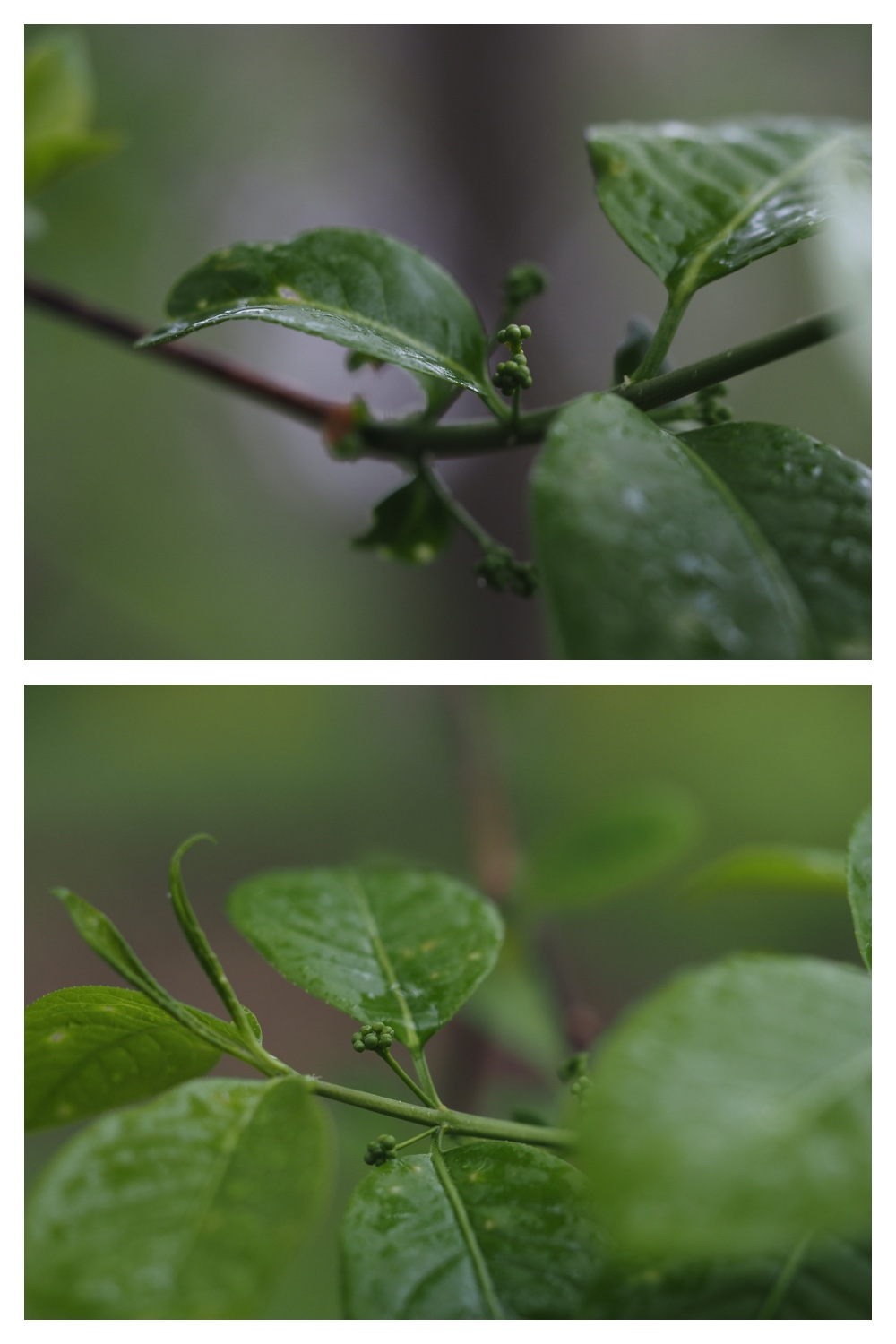 240507_Rainy-walk_23