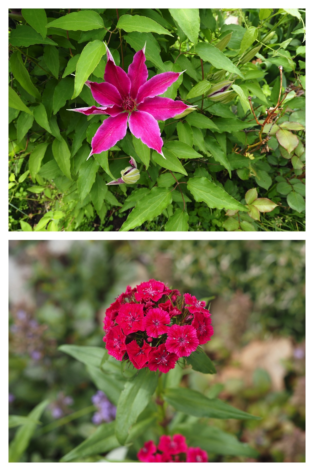 240528_Homegarden_1