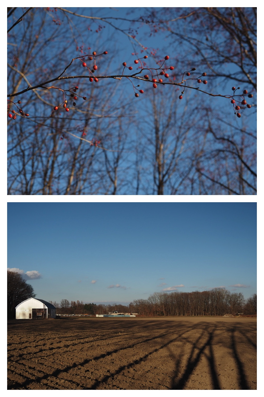 241121_Trees_2