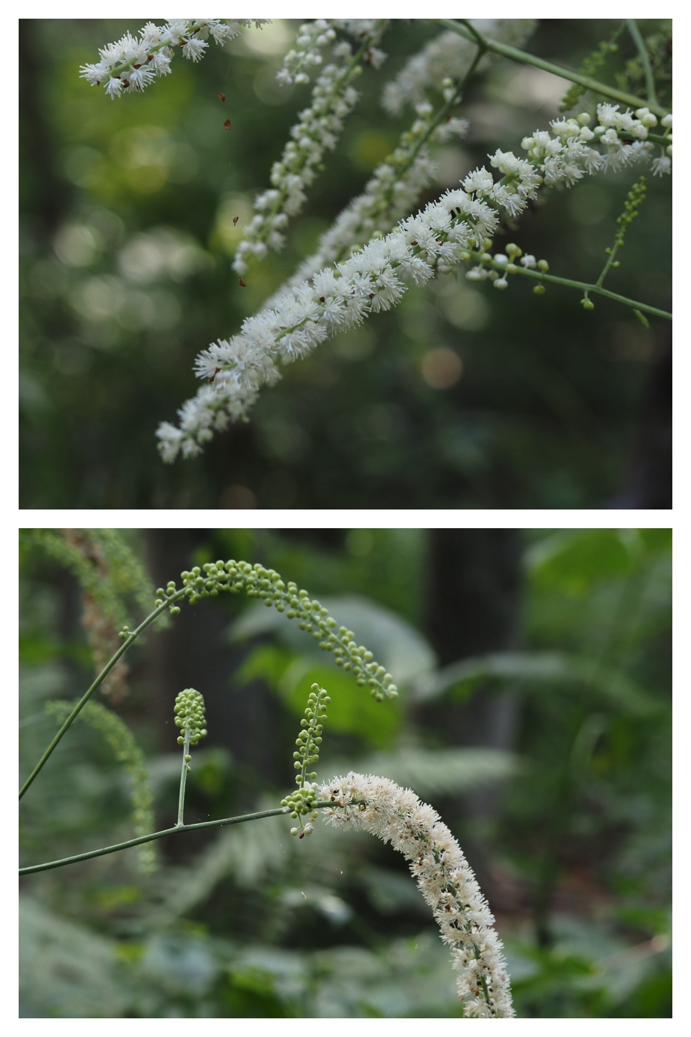 240904_Yasouen_13