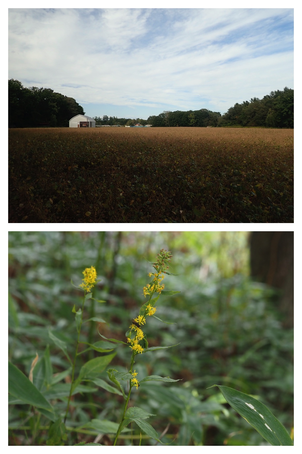 240918_Urikaigawa_1