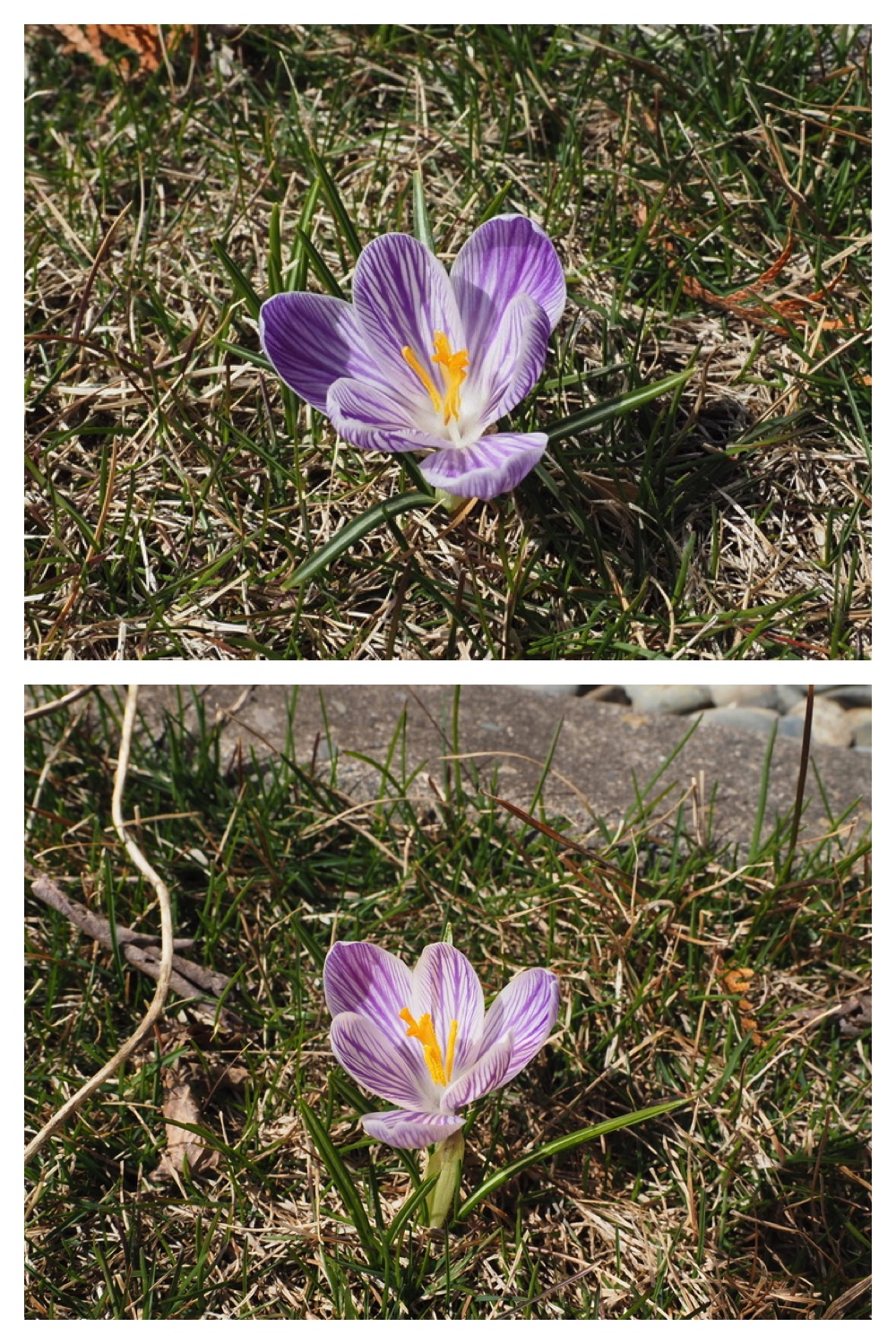 250401_Yukidoke_17