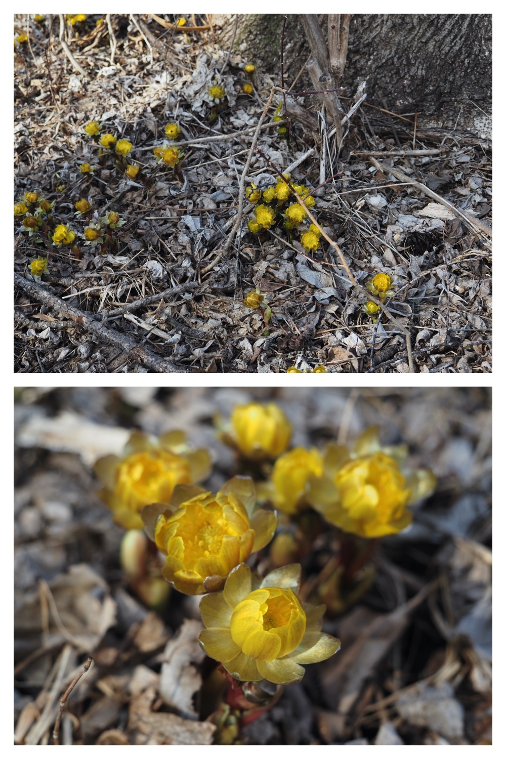 250401_Yukidoke_3