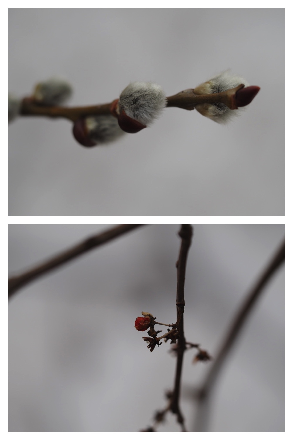 250404_Mcro-lens_6