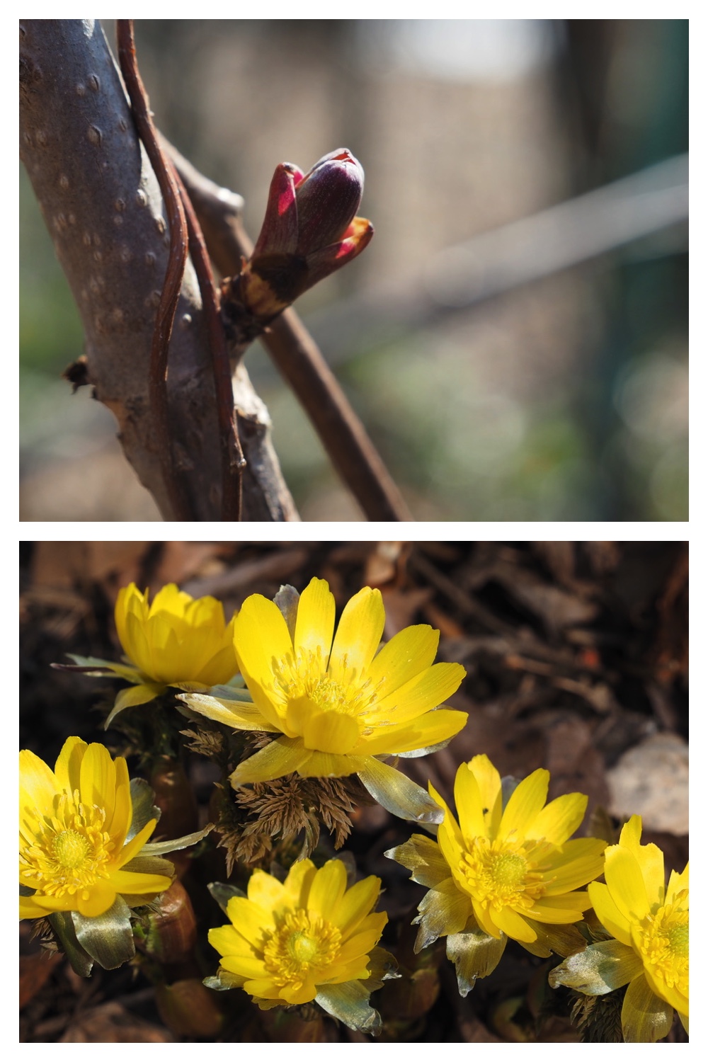 250405_Midorigaoka_9