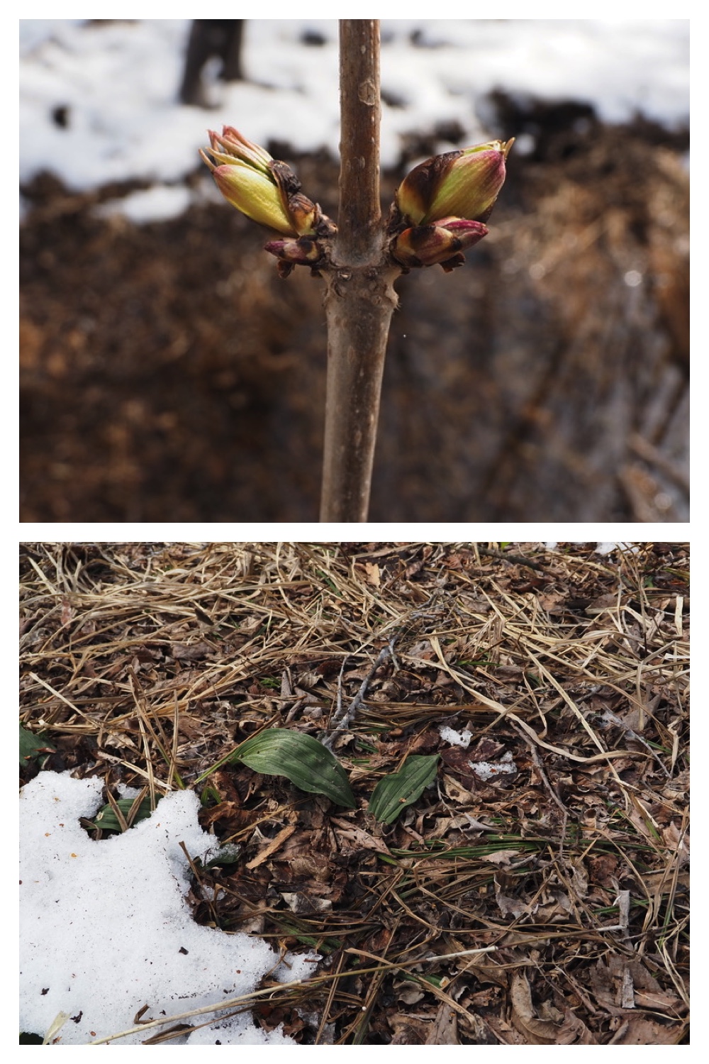 250406_Frog-egg-survey_10