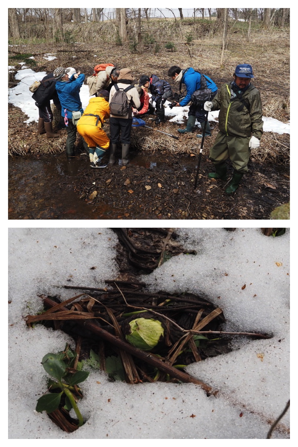 250406_Frog-egg-survey_12