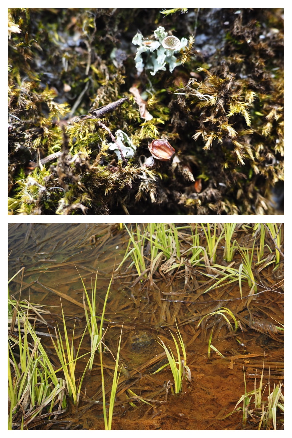250406_Frog-egg-survey_14