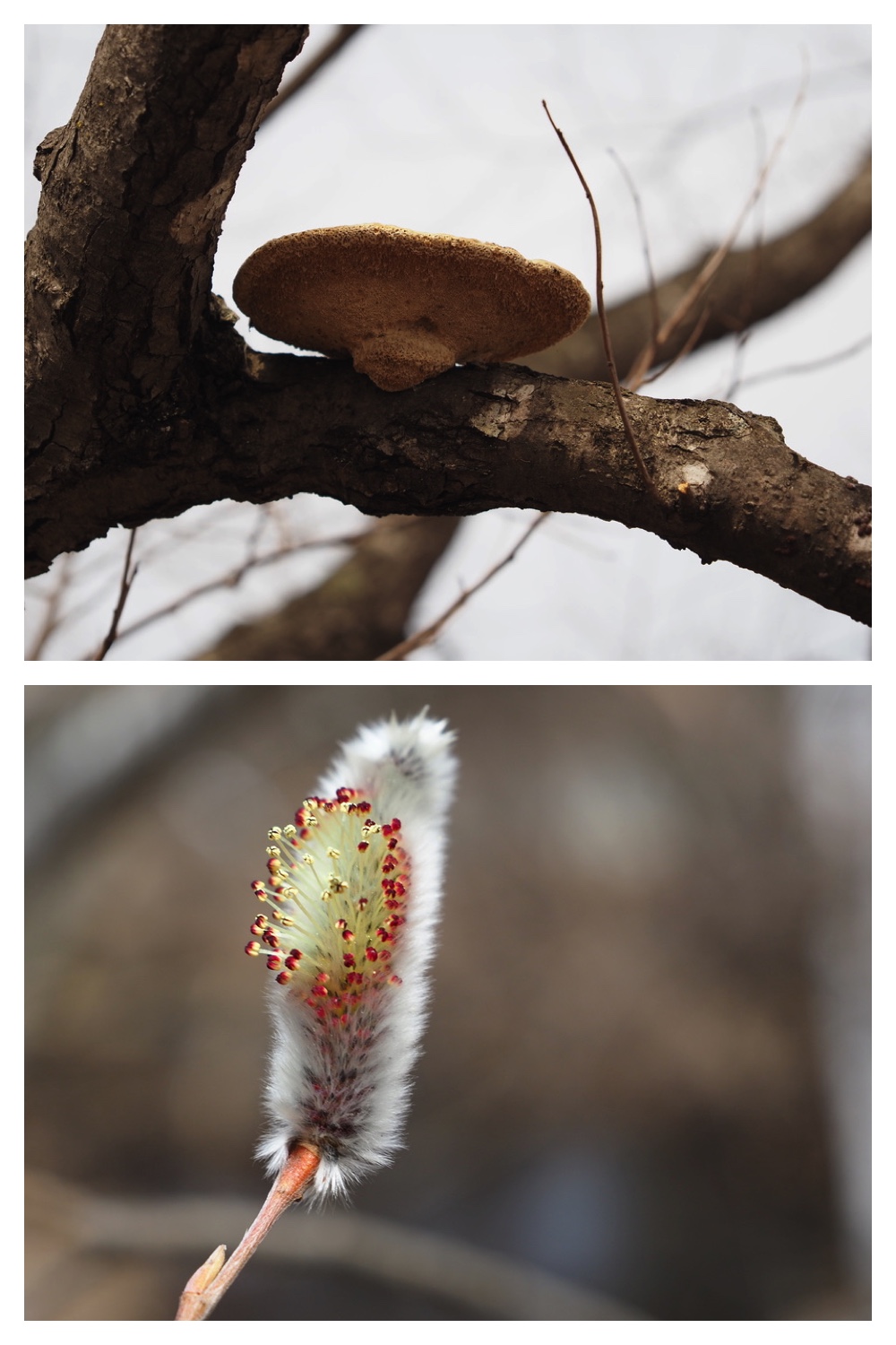 250406_Frog-egg-survey_15