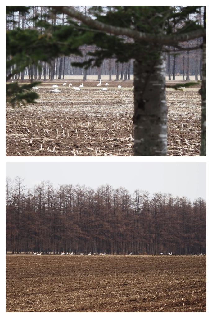 250407_Swans_1