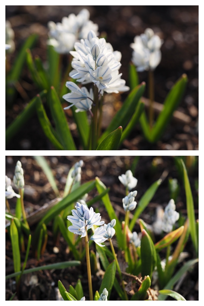 250407_Swans_11
