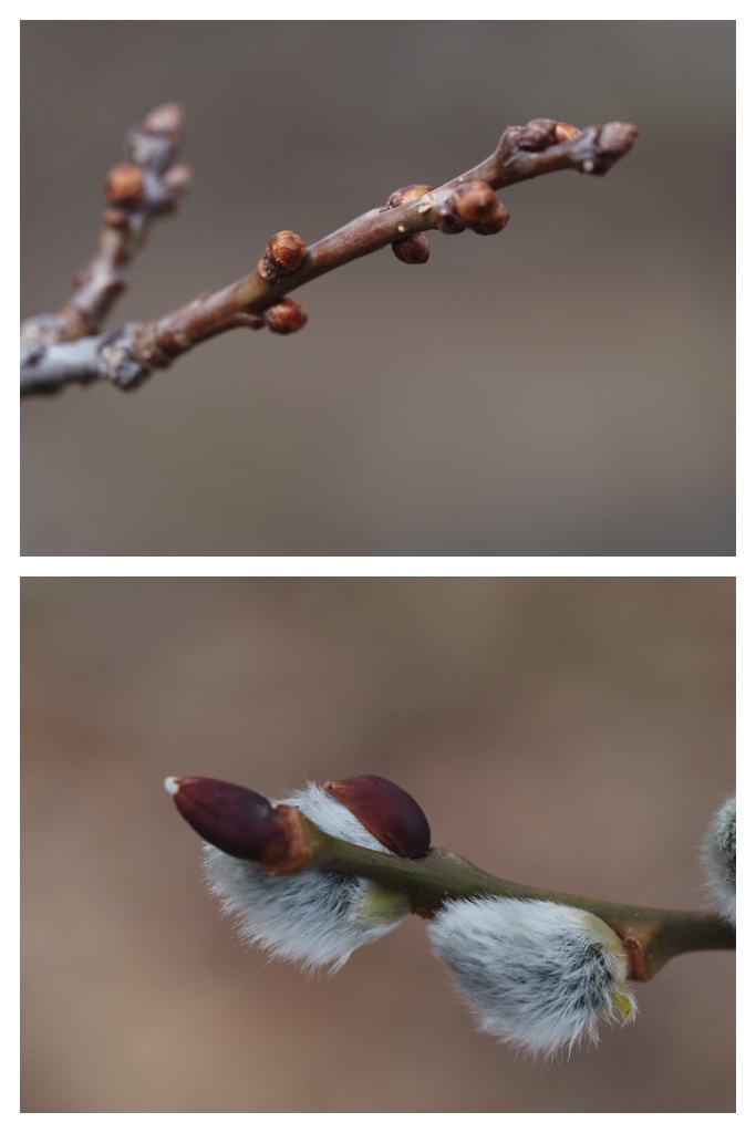 250407_Swans_6
