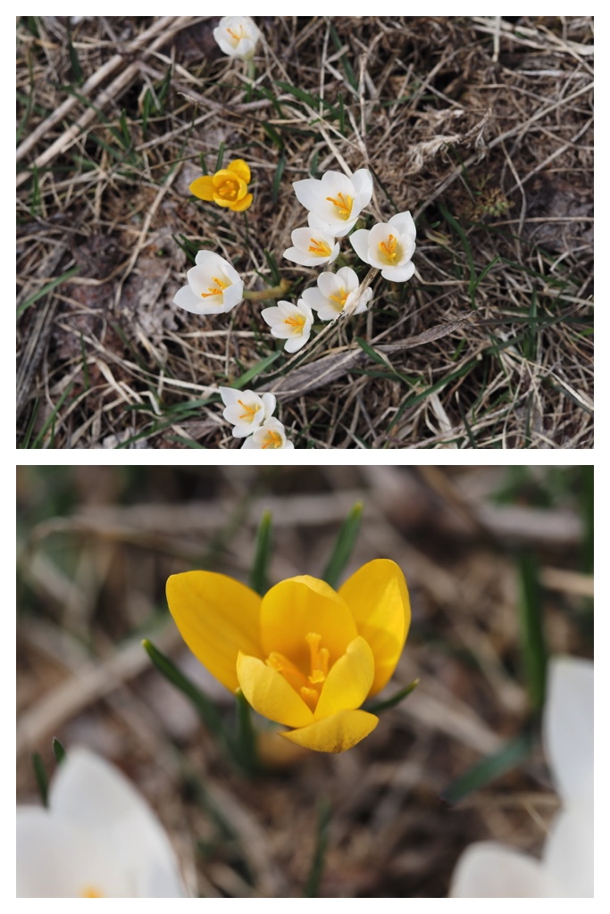 250407_Swans_7