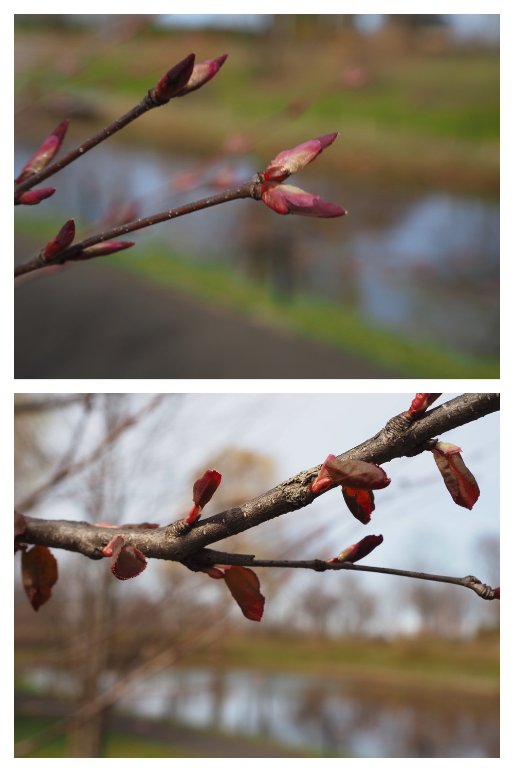 250422_Tokachi-Hills_12